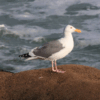 Western gull (Larus occidentalis) standing on a reef of sandcastle / honeycomb worm (Phragmatopoma californica).