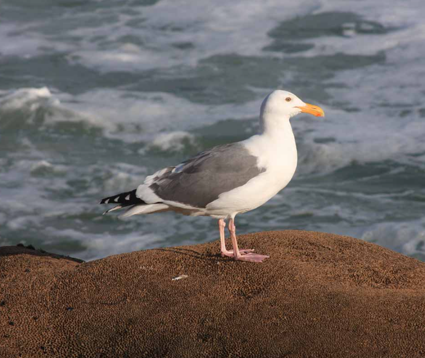 Western gull (Larus occidentalis) standing on a reef of sandcastle / honeycomb worm (Phragmatopoma californica).